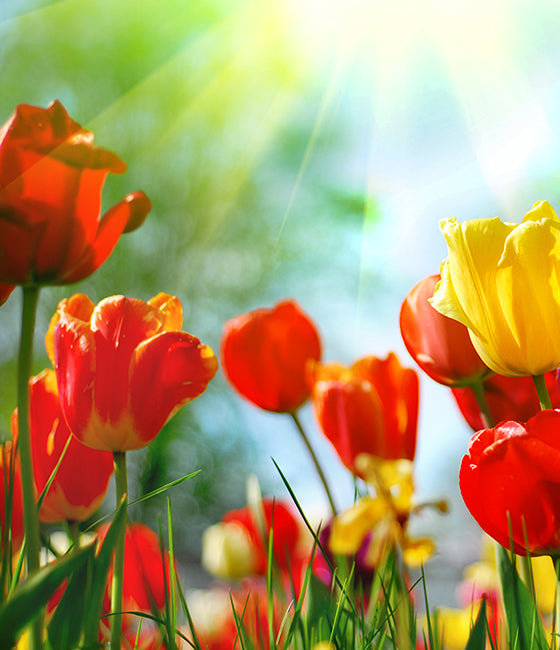 Spring - Dulcet Gift Baskets