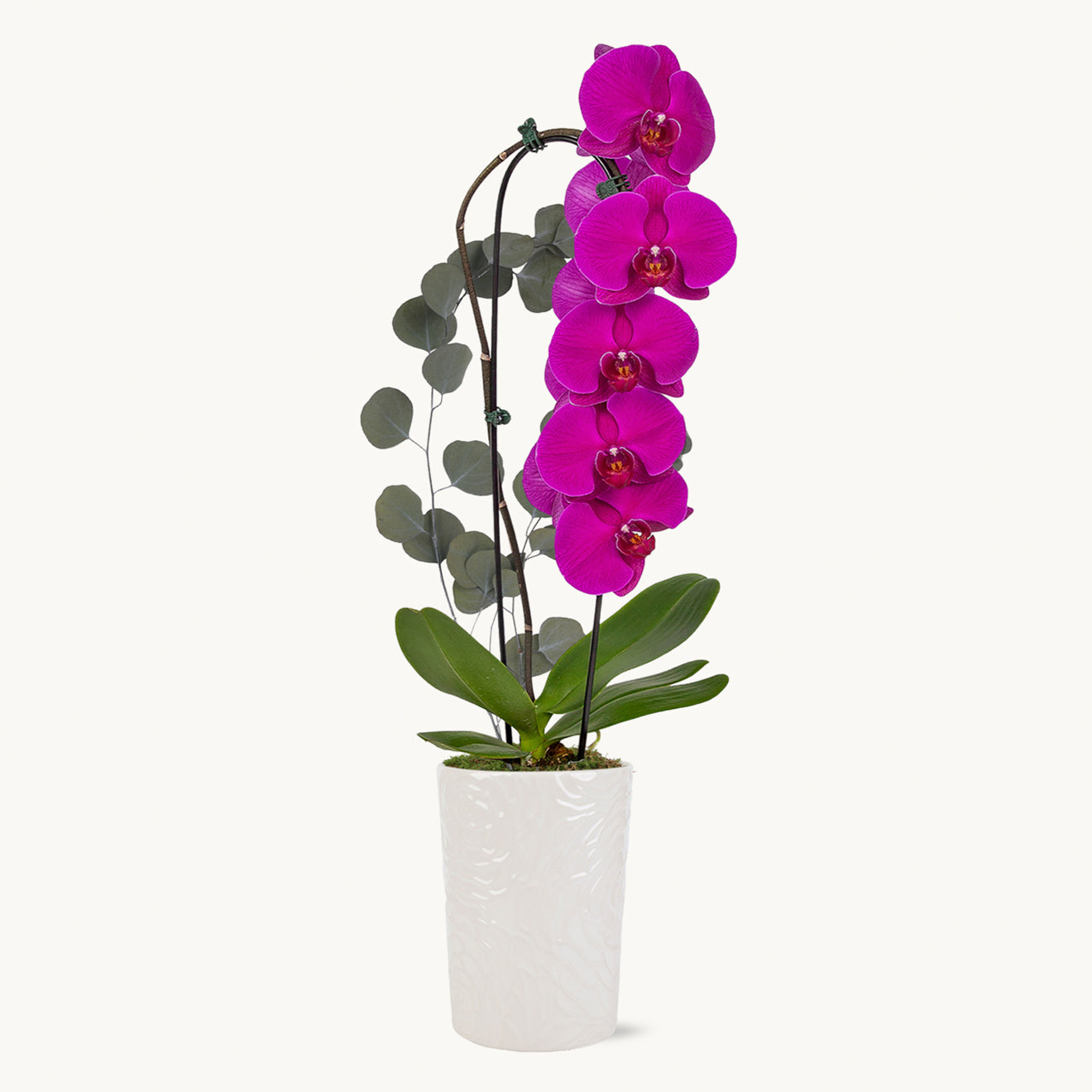 NYBG Cascading Elegance Orchid