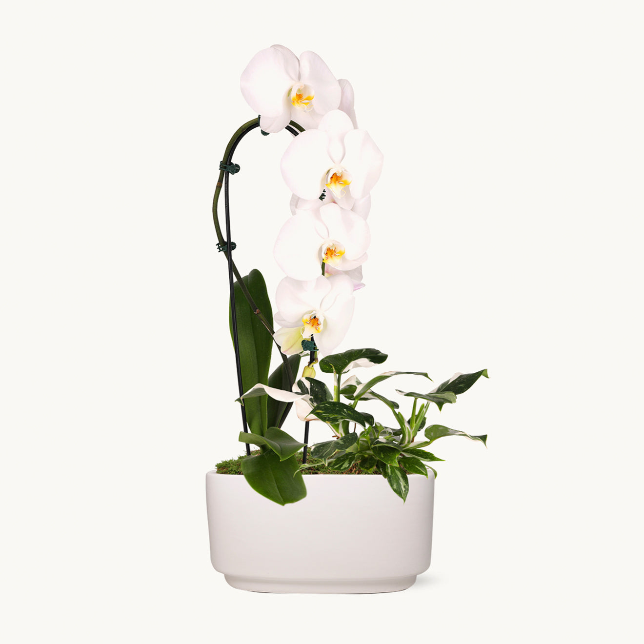 NYBG Crystal Cascading Orchid