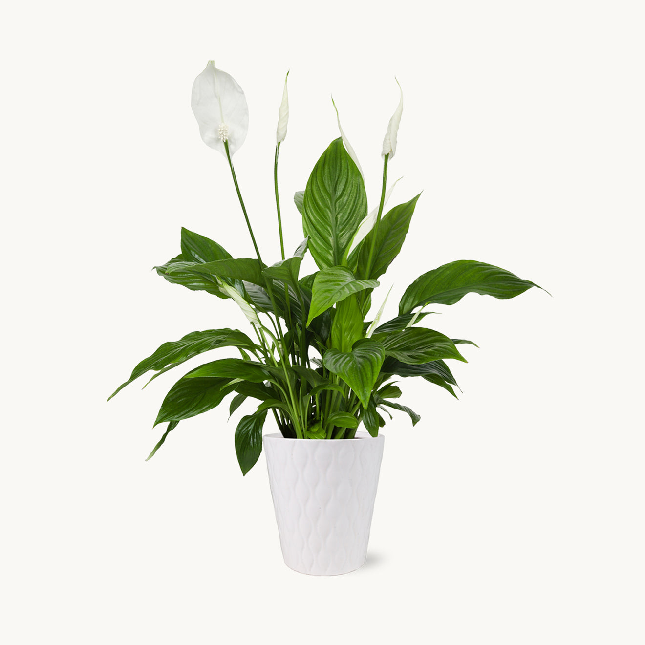 Peace Lily