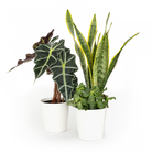 Plant subscription box featuring a snake plant and Alocasia with lush green foliage in white pots for monthly plant delivery.