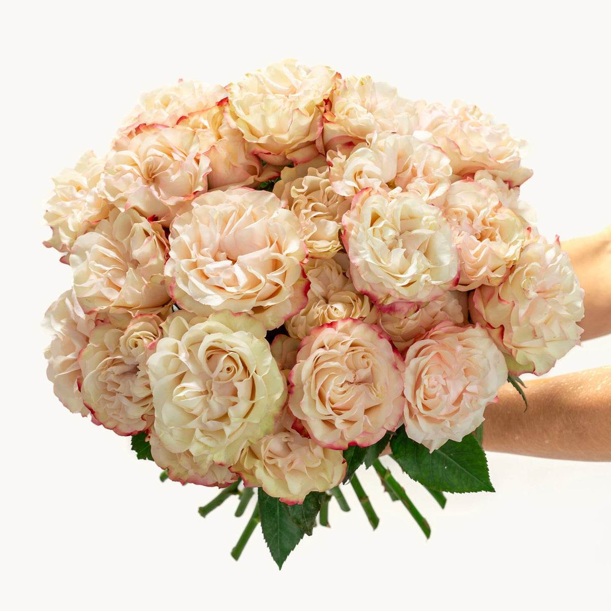 Vanilla Kiss 24-stem rose bouquet featuring cream garden roses with delicate blush pink edges by Dulcet.
