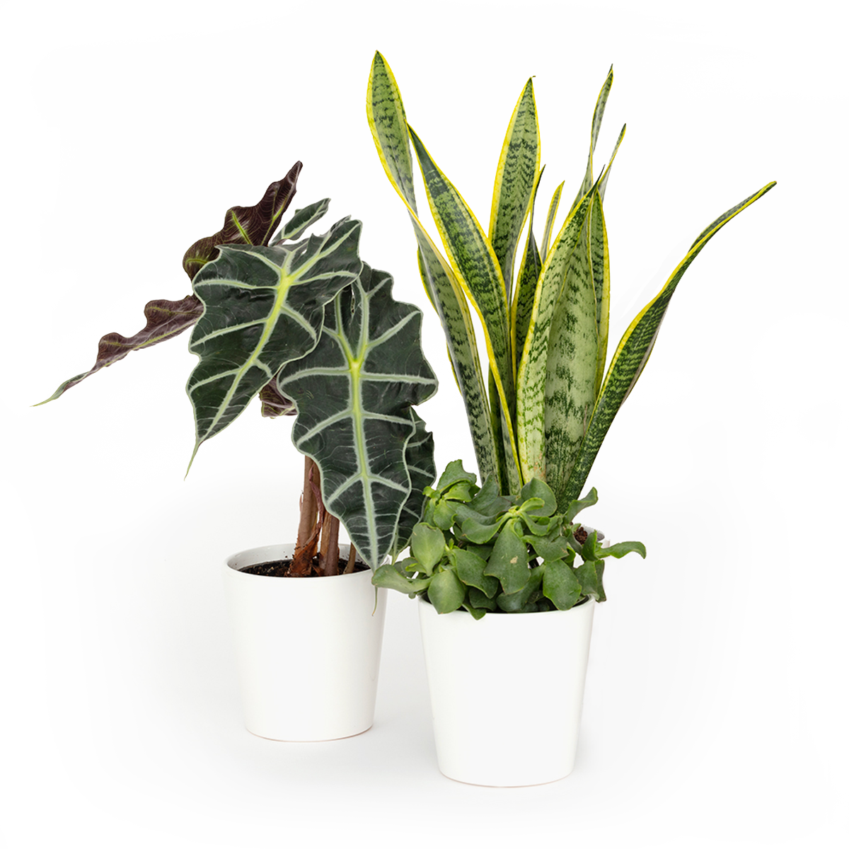 Bloomsy Plants