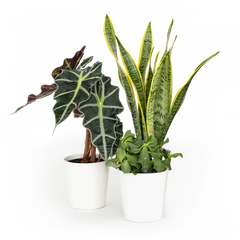 Bloomsy Plants
